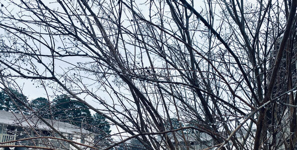 Tree after freezing rain