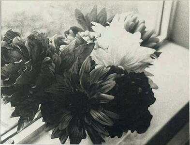 Sillflowers